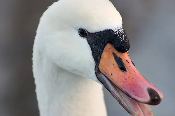 Vacker Utsikt Över Majestätisk Svan Naturen — Stockfoto