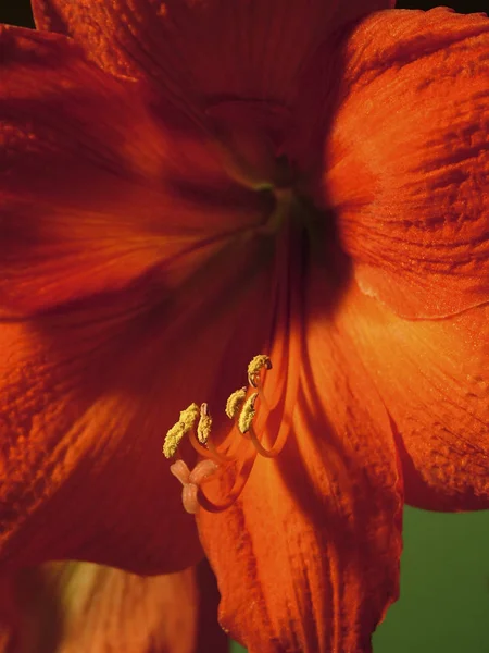 Amaryllis Virág Szirmok Flóra — Stock Fotó