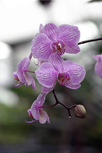 Flores Orquídea Pétalas Flora — Fotografia de Stock