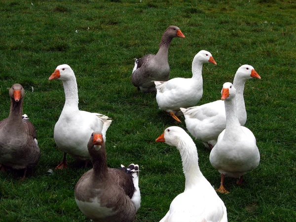 Vacker Utsikt Över Gäss Fåglar Naturen — Stockfoto