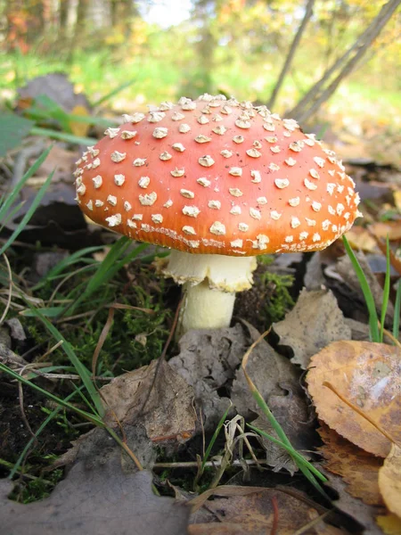 Odla Svamp Skogen Natur Bakgrund — Stockfoto