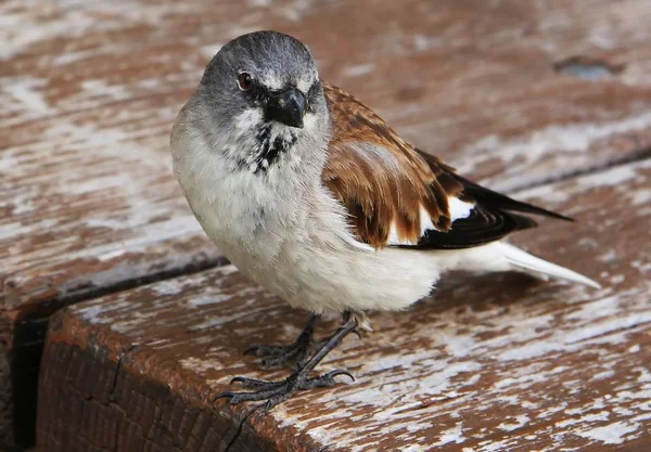 Denna Snö Fink Jag Fotograferade Ett Berg När Han Satte — Stockfoto