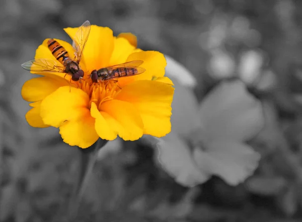 Schöne Blumen Blumiges Konzept Hintergrund — Stockfoto