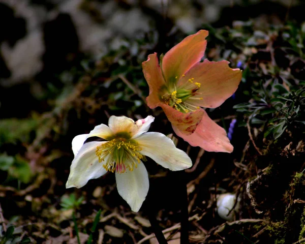 Schöne Botanische Aufnahme Natürliche Tapete — Stockfoto