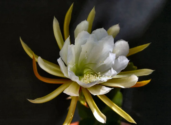 Bellissimi Fiori Sfondo Concetto Floreale — Foto Stock