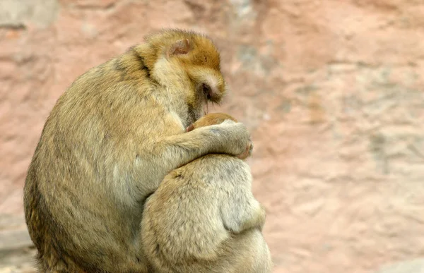 Encerramento Animais Jardim Zoológico — Fotografia de Stock