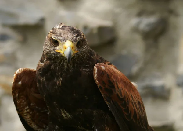 Schilderachtig Uitzicht Majestueuze Buizerd Roofdier — Stockfoto