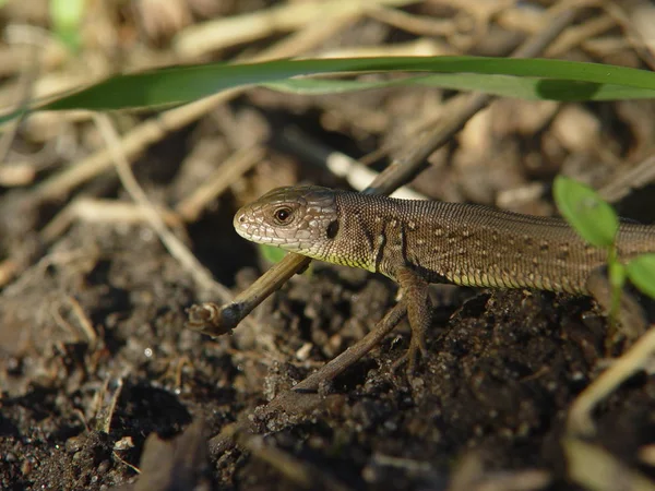 Gros Plan Lézard Dans Habitat Concept Sauvagerie — Photo