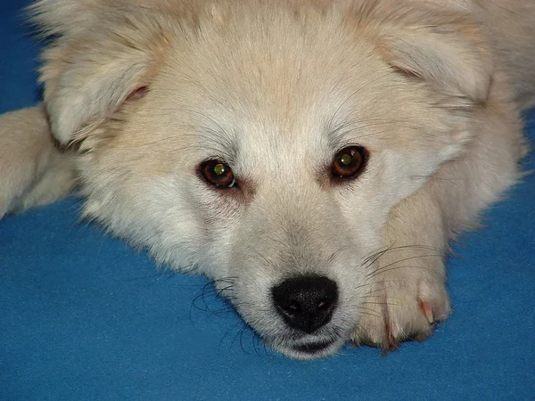 Portrait Cute Dog — Stock Photo, Image