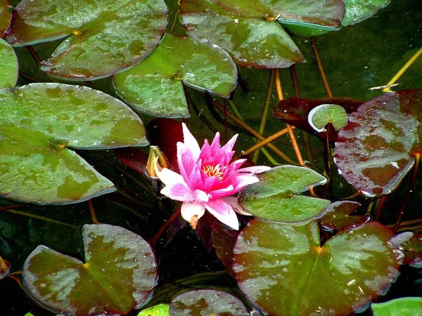 Квітка Водяної Лілії Рослина Лотоса — стокове фото