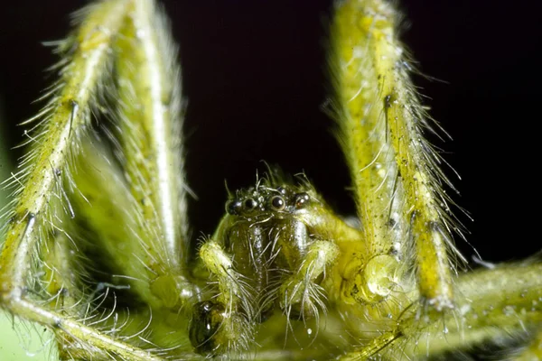 Ismét Egy Kép Efs18 Fordított Helyzetben Arachnid Mérete Körülbelül Lenyűgözőnek — Stock Fotó