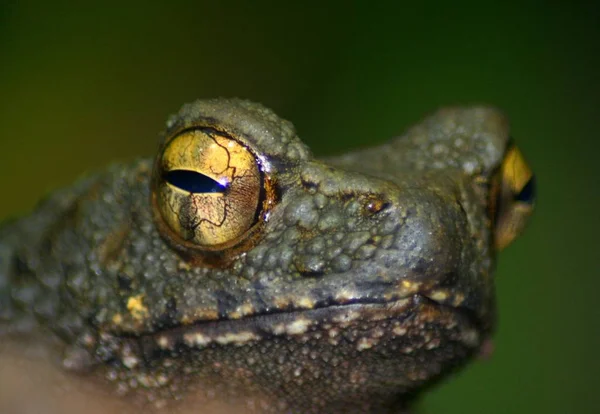 Wildszene Schöne Natur — Stockfoto