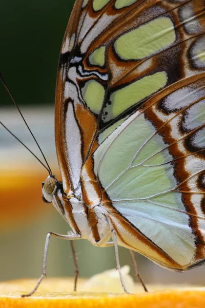 Vista Primer Plano Hermosa Mariposa Colorida — Foto de Stock