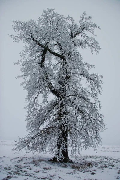 这棵老橡树是我最喜欢的树之一 她现在完全被冰覆盖了 — 图库照片