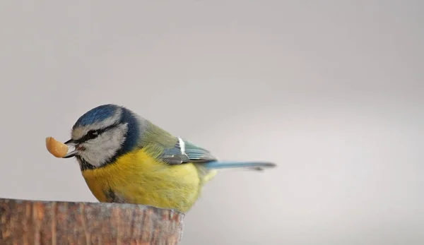 Живописный Вид Красивую Голубую Синицу Природе — стоковое фото