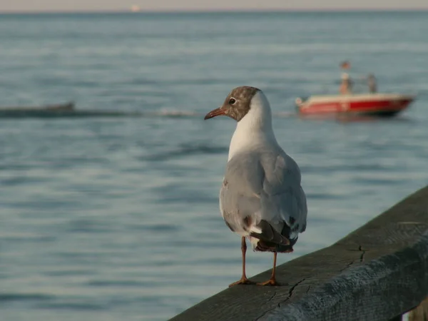 Vue Panoramique Magnifique Oiseau Mouette Mignon — Photo