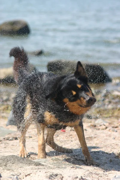Hund Leker Stranden — Stockfoto