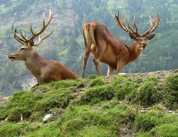 Faune Sauvage Cerfs Faune — Photo