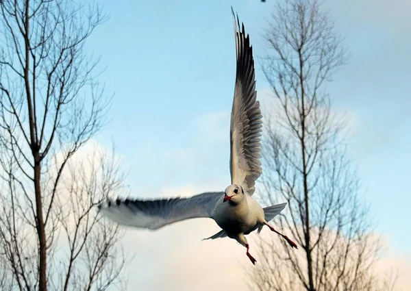 Vacker Utsikt Över Vacker Fågel Naturen — Stockfoto