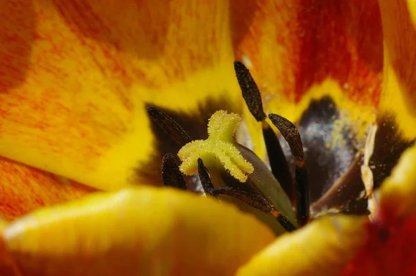 Festői Kilátás Gyönyörű Tulipán Virág — Stock Fotó