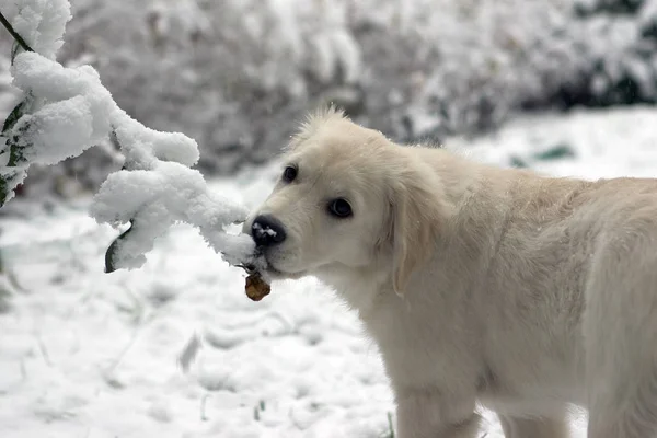 Portrait Cute Dog — Stock Photo, Image