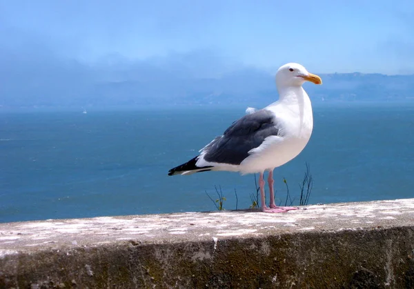 View Seagulls Habitat Wildness Concept — Stock Photo, Image