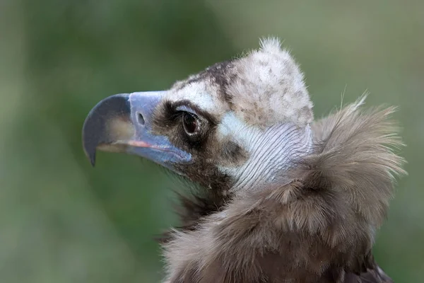 Schilderachtig Uitzicht Prachtige Vogel Natuur — Stockfoto