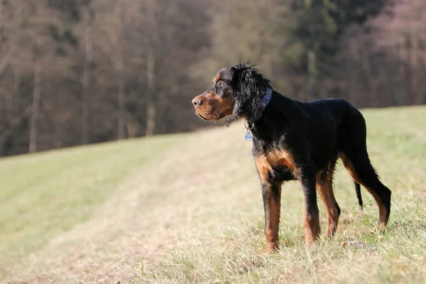 Retrato Cão Bonito — Fotografia de Stock