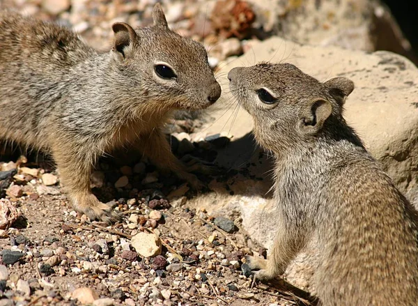 Ardilla Tierra Roedor Marmotini — Foto de Stock