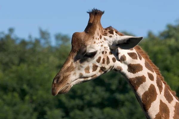 Alta Giraffa Bruna Animale Flora Fauna Natura — Foto Stock