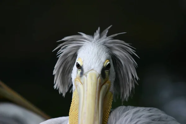 Malerischer Blick Auf Den Schönen Pelikan Der Natur — Stockfoto