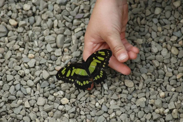 Close Van Een Insect Wilde Natuur — Stockfoto