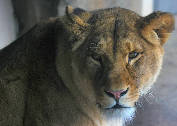 Leeuwin Dier Wilde Grote Kat — Stockfoto