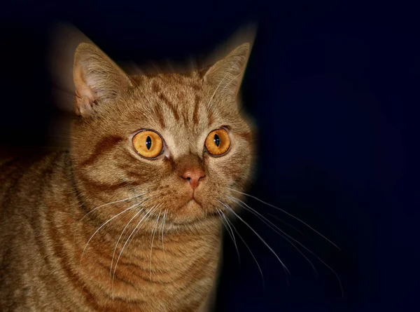 Retrato Gato Bonito — Fotografia de Stock