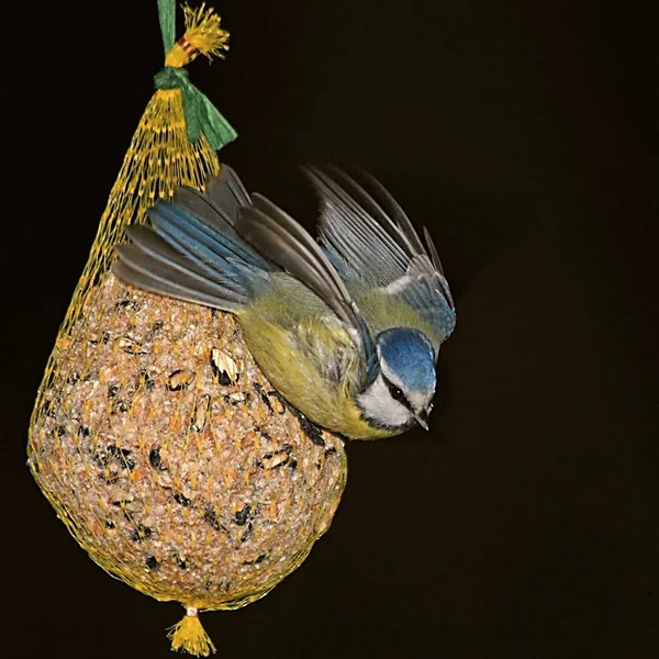 Scenic View Beautiful Titmouse Bird — Stock Photo, Image