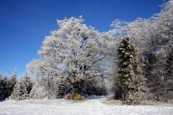 Inverno Harz — Fotografia de Stock