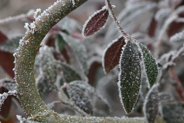 Vue Une Scène Hivernale — Photo