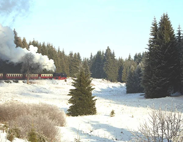 Cavalcare Attraverso Foresta Invernale — Foto Stock