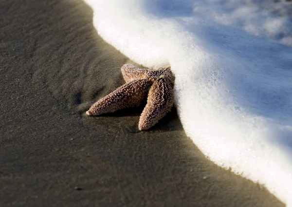 Tato Hvězdice Která Byla Očištěna Bouřlivého Mořského Břehu Krátce Poté — Stock fotografie