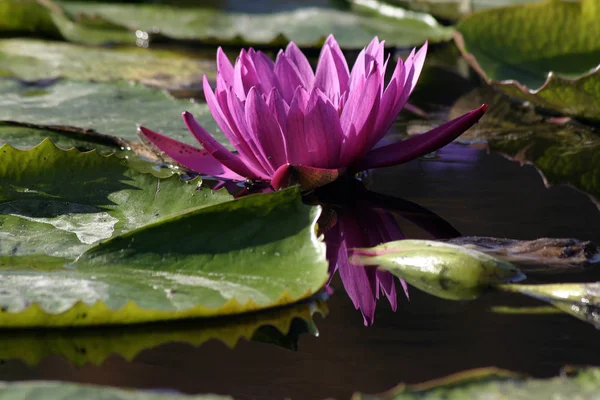 Water Lily Lotus Flower — Stock Photo, Image