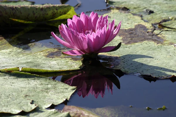 Вода Лили Цветок Лотоса — стоковое фото