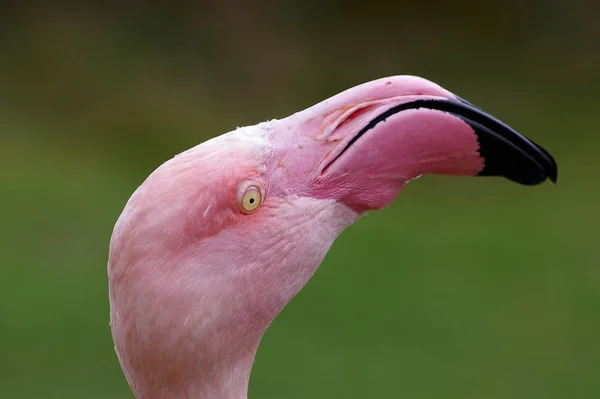 Vacker Utsikt Över Vacker Fågel Naturen — Stockfoto