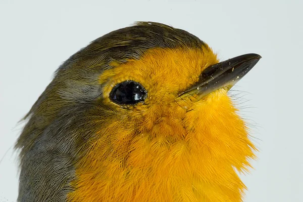 Luonnonkaunis Näkymä Kaunis Robin Lintu Luonnossa — kuvapankkivalokuva