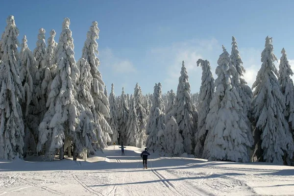 Prachtig Besneeuwd Winterlandschap — Stockfoto