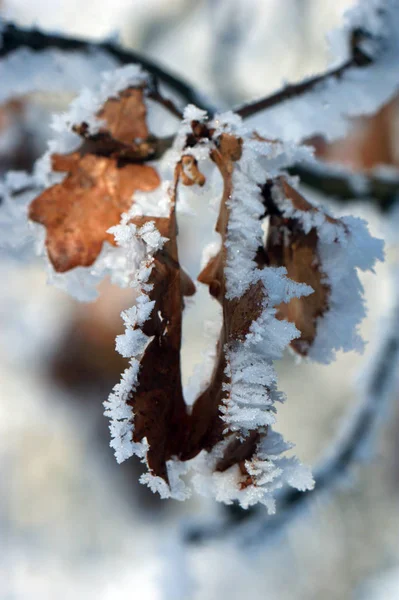 Close Zicht Bladeren Het Bos — Stockfoto