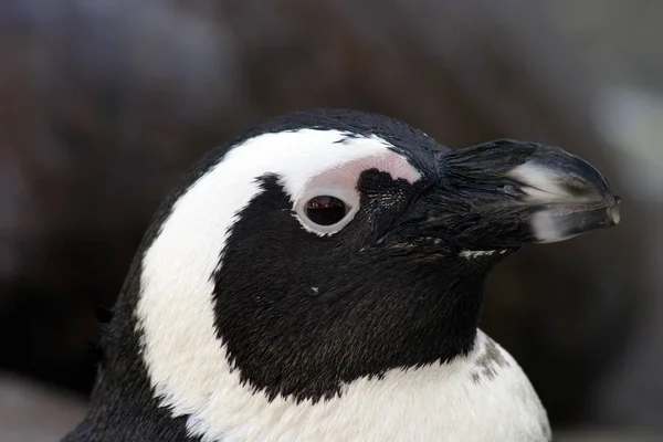 Vista Panorámica Las Aves Pingüinos Lindos Naturaleza — Foto de Stock