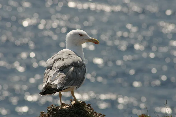 Vue Panoramique Magnifiques Oiseaux Mouettes Nature — Photo