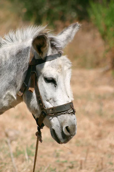 Donkey Crete Greece — Stock Photo, Image