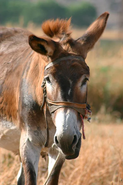 Burro Creta Verde — Foto de Stock