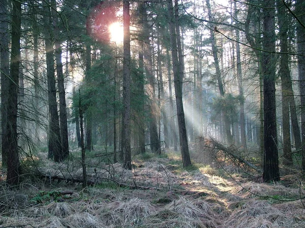 2005 Бурхливе Сонце Через Ліс Відчули Воно Повернеться Зеленим — стокове фото